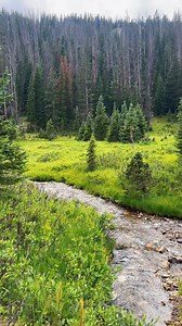 Beautiful Colorado Mountain Scenery. 📍Rocky Mountain National Park #rockymountainnationalpark #rockymountains #mountains #stream #themountainsarecalling #pinetrees #nature #colorado | Colorado Wild Adventures