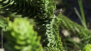 Detail of Araucaria tree branch, also evergreen coniferous tree or monkey tail tree, with thick sharp needles, close to Lanin volcano in the border region between Argentina and Chile. Stock Video