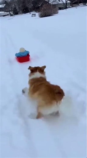 Baby Sled Chaos Downhill Drift 😂