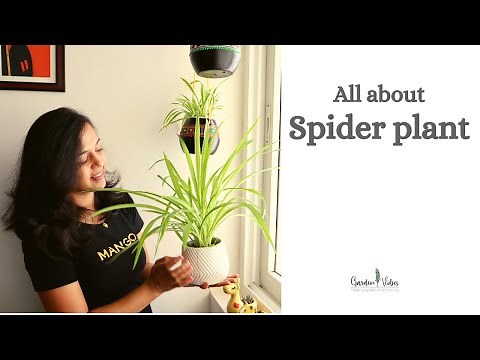 How to Grow & Care Spider plant | Summer Care Tips for Spider plant | Garden Vibes