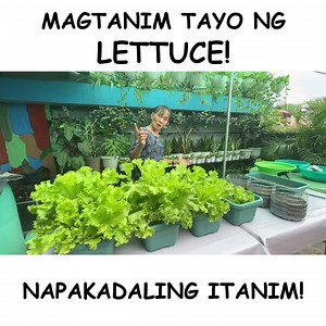 638K views · 28K reactions | Mga ka-plantito/plantita! Alam nyo bang napaka-dali lang magtanim ng Lettuce? Tumutubo din ito dito sa atin sa Metro Manila at iba pang mabababang lugar! Simulan na natin magtanim nito! Masarap ito sa salad, at sa samgyupsal! Huwag kalimutang mag-follow sa aking Facebook Page at magsubscribe sa aking Youtube Channel for more updates about urban gardening! Happy Planting! | Haydee's Garden | Facebook