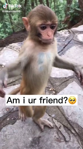 have u heard monkey voice🙈#monkey #animals #animal #pet #foryour #fyp #foryourpage #gimmelove #usa
