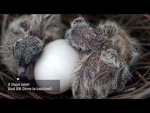 Backyard Bird Watching: Mourning Dove Nest 5 Weeks Complete Documentary