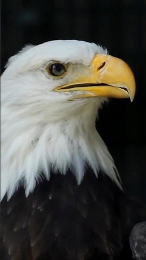 Bald Eagle: True Facts