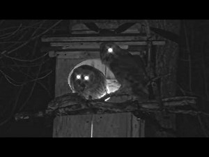 Barred Owls Have A Hoot During Crayfish Delivery At Nest Box | Mar. 16, 2026