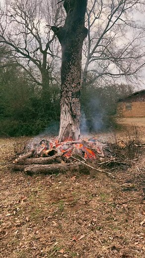 Burning Tree in Rural Landscape