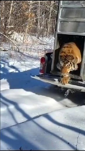Massive Amur Tiger Release Caught On Camera! 🐅❄️ #shorts #wildlife