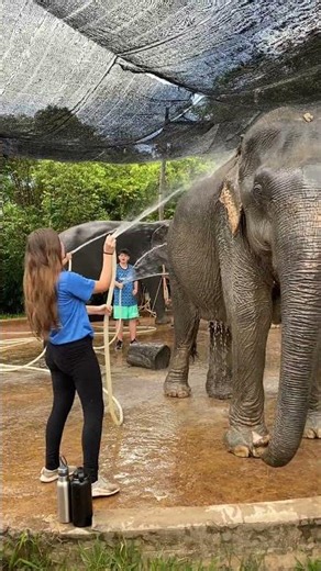 Rescued Elephant Showering | Pure Happiness in the Forest