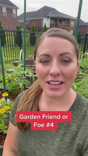 Hoverflies: Garden Friends and Pollinators