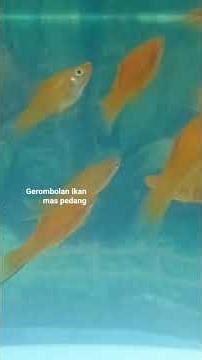lihat ikan mas pedang