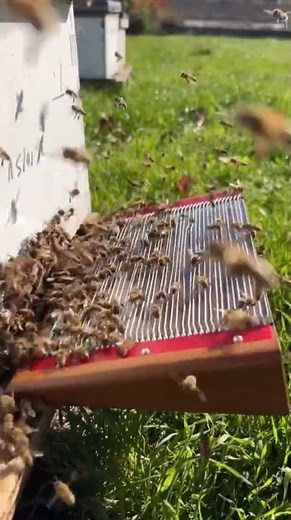 This method to collect the Bee venom Easily