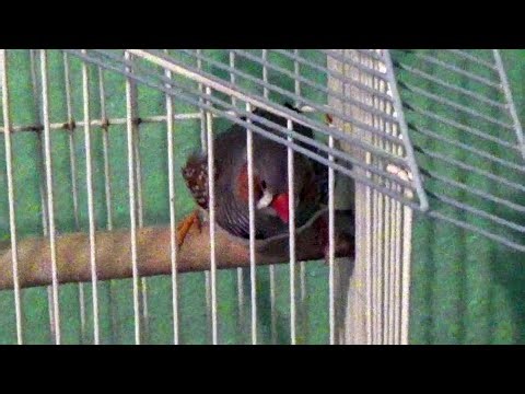 IECV PBV #133 - 👀 Jumper Chirping In His Cage Warning Me That Peanut Is Out Of Her Cage 🐤3-15-2021