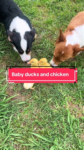 The ducks really liked princess 🤣 #corgi #dog #love #foryoupage #babyducks