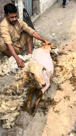Traditional Goat Grooming Process | Very Satisfying
