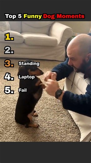Top 5 funniest dog moments you need to see 🐶 #shorts #funny