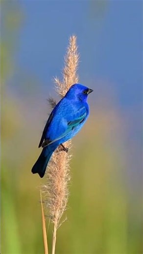 Experience the vibrant world of the Indigo Bunting through breathtaking wildlife footage ✨