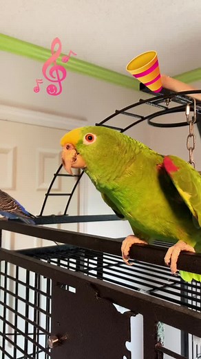 Happy Birthday Parrot Singing Compilation | Funny Bird Videos