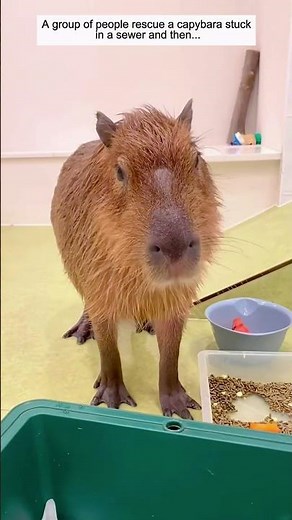 A group of people rescue a capybara stuck in a sewer and then.