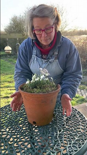 A top tip for your snowdrop displays