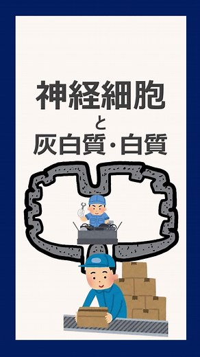 神経細胞と灰白質・白質の基本知識