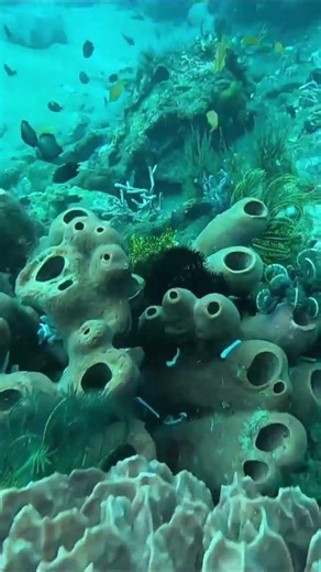 It's a scorpionfish party in Dauin, Philippines but good luck spotting them all. 👀🌊