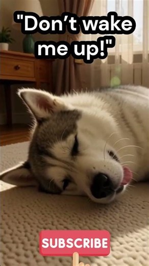 What Happens If You Wake This Husky Up?😎😀