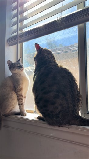 Understanding Cat Behavior: Communication and Playfulness