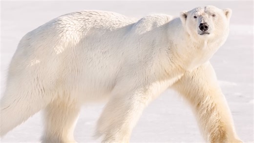 Wildlife Photography with Canon's 1200mm Lens | Fstoppers