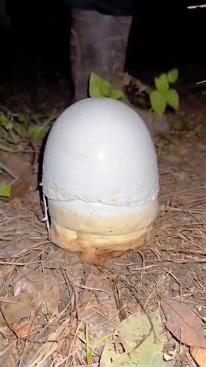 Seperti inilah karet dengan kualitas yang sangat baik