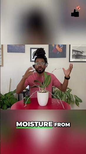 Should You Cut Orchid Air Roots? ✂️