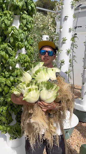 384K views · 4.4K reactions | Vertical farming with fennel on aeroponic towers #fennel#farming #vegetables #agriculture #gardening #aeroponics #hydroponics | Agrotonomy Tower Farms | Facebook