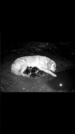 Dog 🐕 Protecting Little Ducklings 🦆❤️