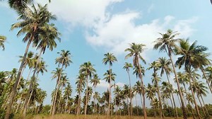 Download Time lapse shot line of symmetrical palm trees with clouds in motion on blue sky, summer sunny day. Tropical copy space time-lapse banner. Timelapse south east holiday vacation for free