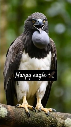 eagle sounds 🦅 #trendingshorts #eagles #birds #shorts #viral