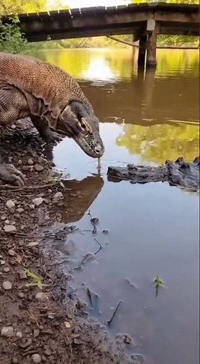 잔잔한 강물 아래… 숨어 있던 악어거북의 최후 🦎🐢⚡