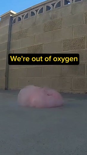 The King of Random on TikTok