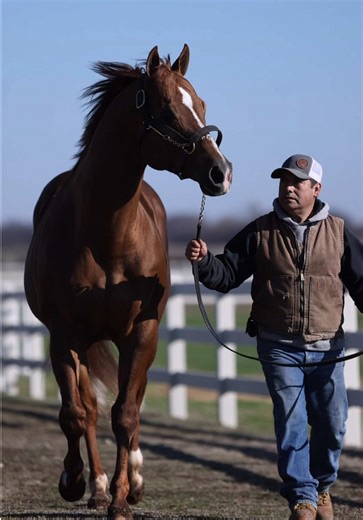 Day 2 of our Stallion Showcase and GIVEAWAYS! How to win ⬇️ What we are giving away: — (4) $250 Ranch Credits to a breeding service of your choice How to enter to win: Option 1 — stop by the ranch to view the stallions between January 14-18 No appointment needed—just stop by during the day! Option 2 — secure a 2026 contract to any stallion between January 14-18 Call or email the office to get yours 📞 405-449-7575 📧 info@royalvistaranches.com View the entire 2026 stallion roster on the website—