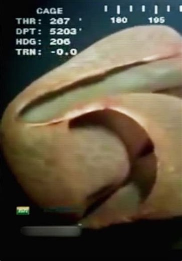 Strange Evidence S01:E06 - Monster of the Deep