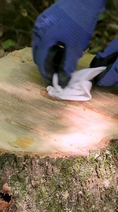 76K views · 165 reactions | Easy Stump Removal Technique | Trucos Panda | Facebook