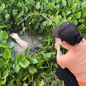 589K views · 692 reactions | Trapping Rare Arowana Fish With Giant Razor Clams | Survival Fishing | Facebook