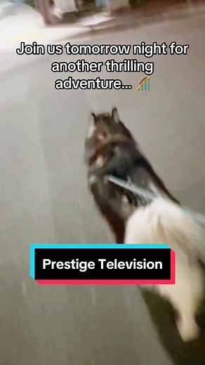 Please call your cable provider today and tell them to save Corncob TV to keep important programming like this on the air. 🐺🙏📺 #siberianderpskies #siberianhusky #siberianhuskies #huskiesoftiktok #dogsoftiktok #husky #huskies