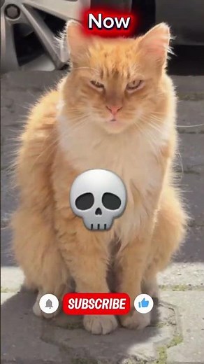 Cats Being Hilarious | Best Viral Meme Compilation – Viral Cat Memes#CatMemes #FunnyCats