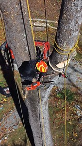 Cinematic sycamore log negative rig #treeremoval #rigging #negativerig #slowmo #dji #mini5pro #husqvarna#logger | Craig's Tree Service