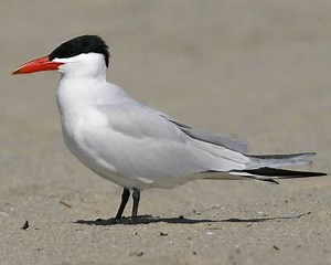 Caspian tern - Alchetron, The Free Social Encyclopedia