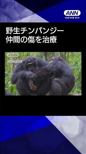 【ニュース】野生チンパンジーが仲間の傷を治療 英研究チームが初確認 #shorts