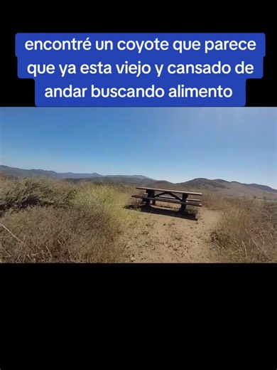 Encontré un coyote viejo y flaco buscando alimento