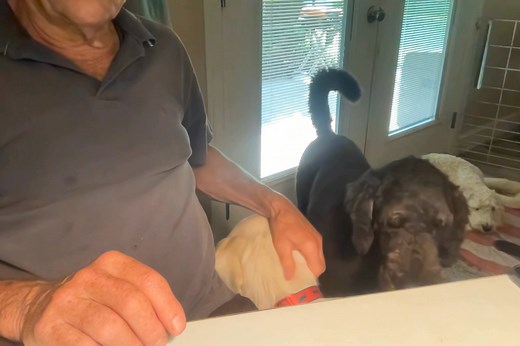 Here is Chapstick learning patience with the "WAIT" command. Wait means it is going to happen, but not until you get permission. Good boy! | Canine Angels Service Dogs