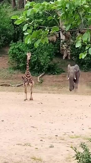 231K views · 1.9K reactions | Elephant Baby Vs Giraffe Baby | Wild Africa | Facebook