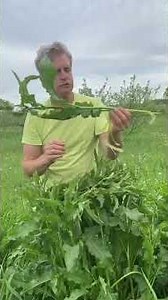 Peeled stalks are wonderful and only foragers get to eat them #foraging #wildedibles #vegetables