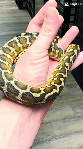 Papuan carpet python. My new pick up!🔥🔥 #entertainment #papuanewguinea #papuan #carpetpython #love